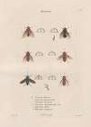 Insectes recueillis en Afrique et en Amérique Pl.89