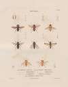 Insectes recueillis en Afrique et en Amérique Pl.90