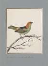 Original water-colour drawings of birds and eggs Pl.02