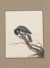 Original water-colour drawings of birds and eggs Pl.03