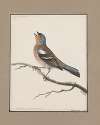 Original water-colour drawings of birds and eggs Pl.06
