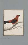 Original water-colour drawings of birds and eggs Pl.09
