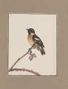 Original water-colour drawings of birds and eggs Pl.10