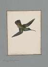 Original water-colour drawings of birds and eggs Pl.14