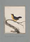 Original water-colour drawings of birds and eggs Pl.15
