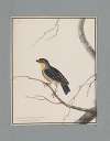 Original water-colour drawings of birds and eggs Pl.16