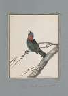 Original water-colour drawings of birds and eggs Pl.18