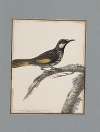 Original water-colour drawings of birds and eggs Pl.19