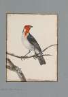 Original water-colour drawings of birds and eggs Pl.20