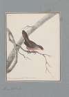 Original water-colour drawings of birds and eggs Pl.22