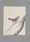 Original water-colour drawings of birds and eggs Pl.23