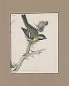 Original water-colour drawings of birds and eggs Pl.25