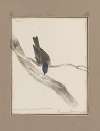 Original water-colour drawings of birds and eggs Pl.33