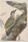 Original water-colour drawings of birds and eggs Pl.37