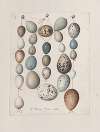 Original water-colour drawings of birds and eggs Pl.39