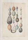 Original water-colour drawings of birds and eggs Pl.40