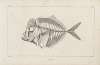 Recherches sur les poissons fossiles Pl.001