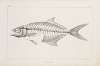 Recherches sur les poissons fossiles Pl.003