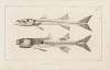 Recherches sur les poissons fossiles Pl.007