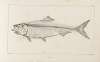 Recherches sur les poissons fossiles Pl.012