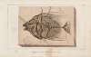 Recherches sur les poissons fossiles Pl.017