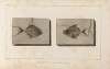 Recherches sur les poissons fossiles Pl.020