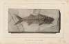 Recherches sur les poissons fossiles Pl.021