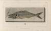 Recherches sur les poissons fossiles Pl.024