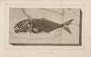 Recherches sur les poissons fossiles Pl.025