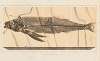 Recherches sur les poissons fossiles Pl.028