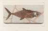 Recherches sur les poissons fossiles Pl.038