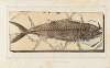 Recherches sur les poissons fossiles Pl.040