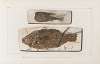 Recherches sur les poissons fossiles Pl.061