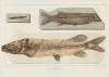 Recherches sur les poissons fossiles Pl.064