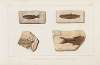 Recherches sur les poissons fossiles Pl.070