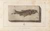 Recherches sur les poissons fossiles Pl.073