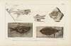 Recherches sur les poissons fossiles Pl.074