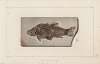 Recherches sur les poissons fossiles Pl.076
