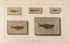 Recherches sur les poissons fossiles Pl.081