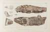Recherches sur les poissons fossiles Pl.087