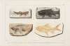 Recherches sur les poissons fossiles Pl.088