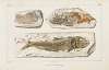Recherches sur les poissons fossiles Pl.092