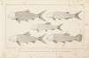 Recherches sur les poissons fossiles Pl.097