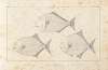 Recherches sur les poissons fossiles Pl.099
