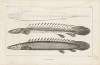 Recherches sur les poissons fossiles Pl.107