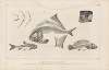 Recherches sur les poissons fossiles Pl.109