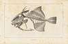 Recherches sur les poissons fossiles Pl.111