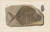 Recherches sur les poissons fossiles Pl.148