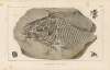 Recherches sur les poissons fossiles Pl.172