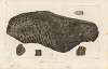 Recherches sur les poissons fossiles Pl.178